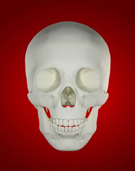 Crânio Humano Vista Frontal — Fotografia de Stock