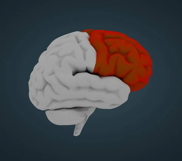 Μετωπιαίος Λοβός Ανθρώπινου Εγκεφάλου Πλάγια Όψη — Φωτογραφία Αρχείου