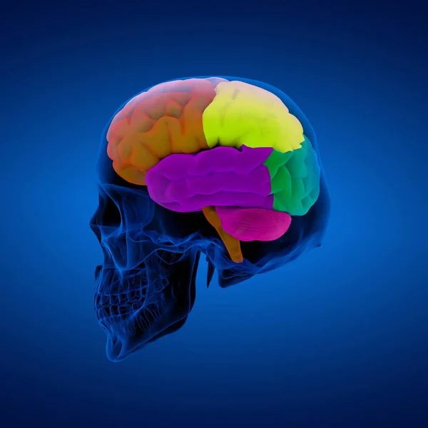 Renkli Bir Insan Beyin Cerebrum Sdie Görünümü Bölümlerini — Stok fotoğraf
