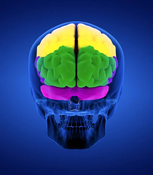Цветные Участки Головного Мозга Человека Вид Сзади — стоковое фото