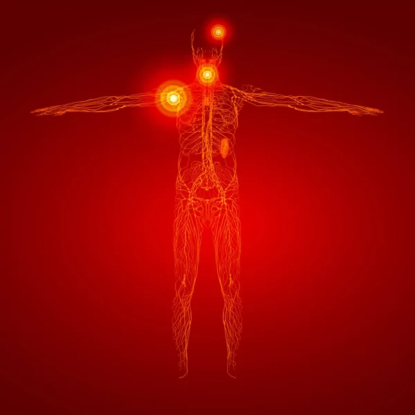 Render Orange Lymphatic System Front View — Stock Photo, Image