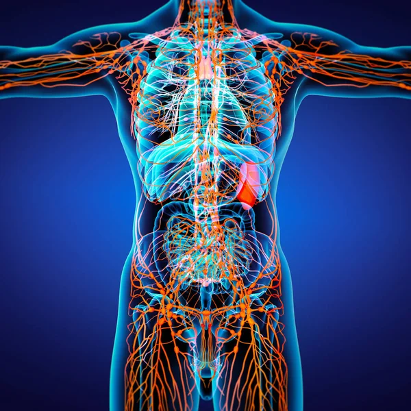 Orang Lymphatic System Front View — Stock Photo, Image