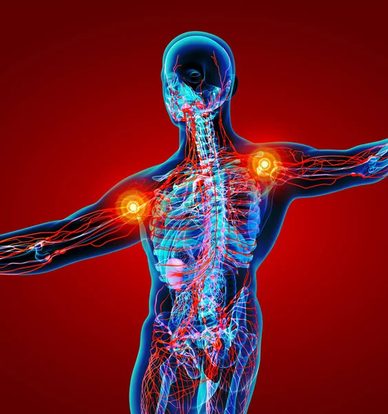 Lymphatic System Back View — Stock Photo, Image