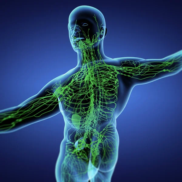Render Green Lymphatic System Back View — Stock Photo, Image