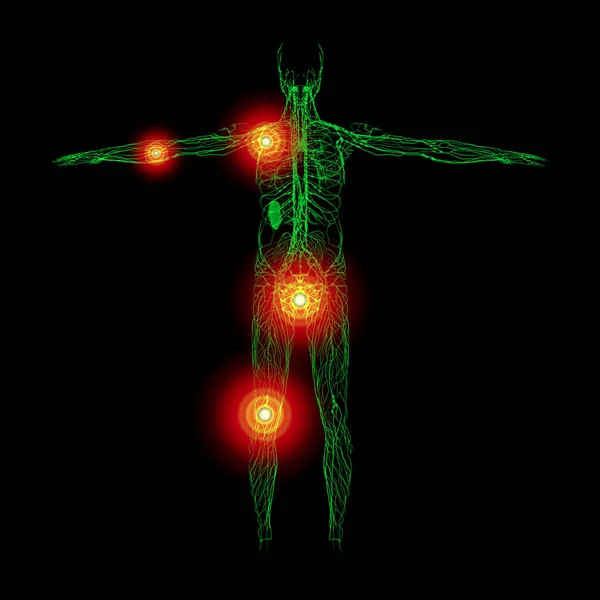 Green Lymphatic System Back View — Stock Photo, Image