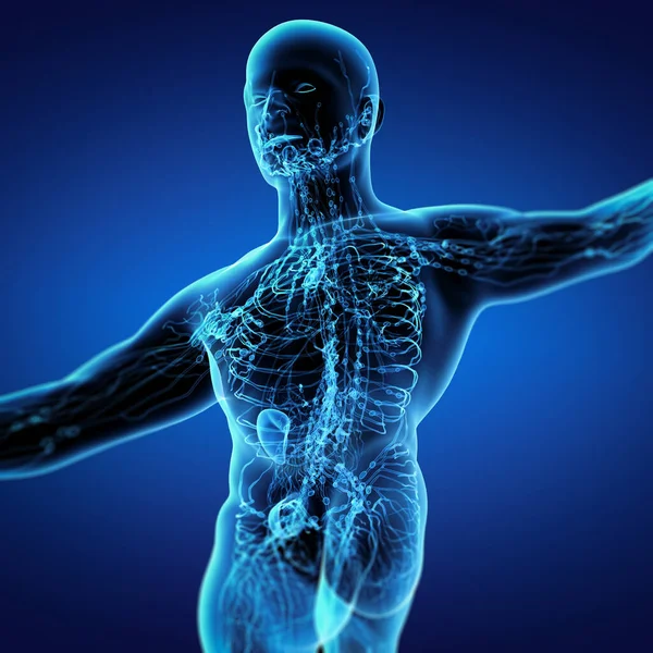 Render Blue Lymphatic System Bottom View — Stock Photo, Image