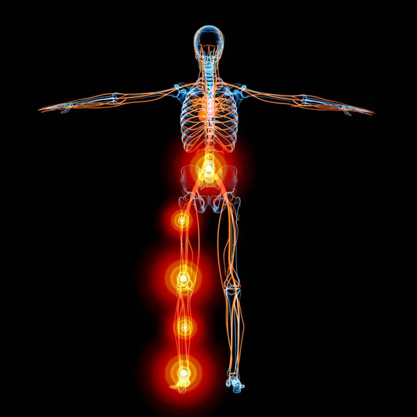 Circulatory System Achteraanzicht — Stockfoto