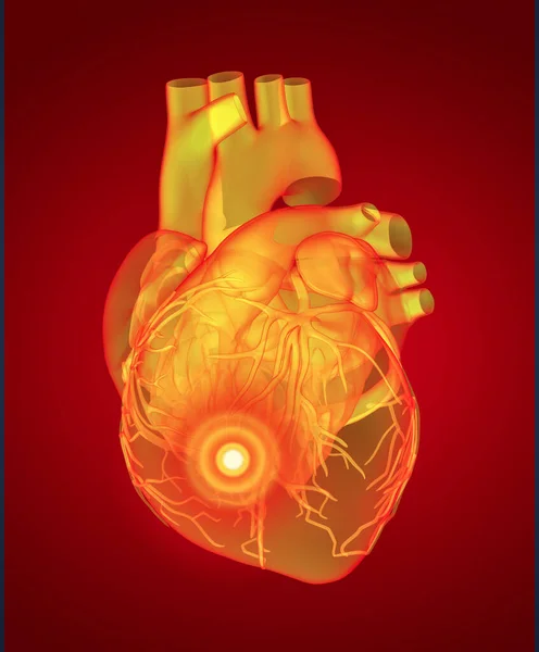 Czerwone Ludzkie Serce Widok Boku — Zdjęcie stockowe