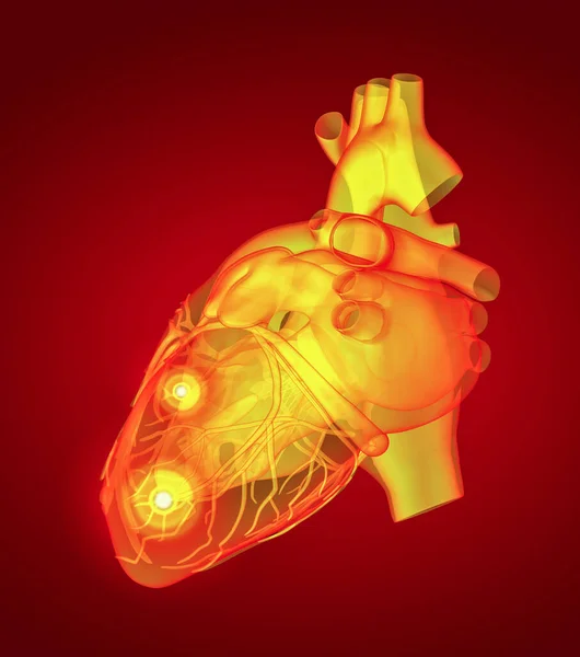 Röd Mänskliga Hjärtat Bakifrån — Stockfoto