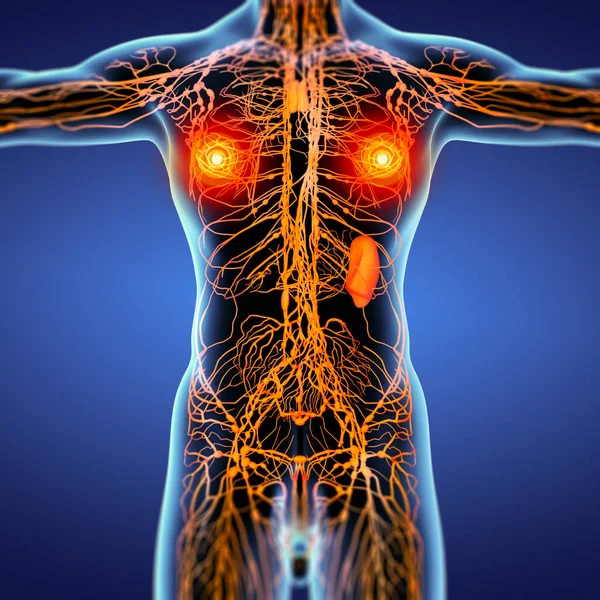Lymphatic System Front View — Stock Photo, Image