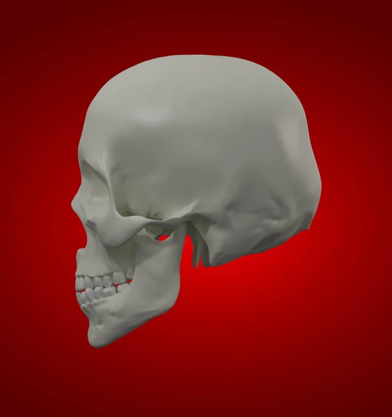 Skull Black Background — Stock Photo, Image