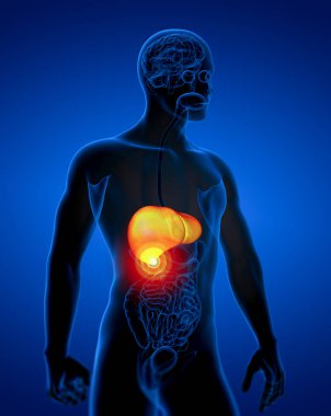 3D render Medikal illüstrasyon karaciğer - yan görünüm