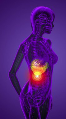 3D render Medikal illüstrasyon karaciğer - yan görünüm