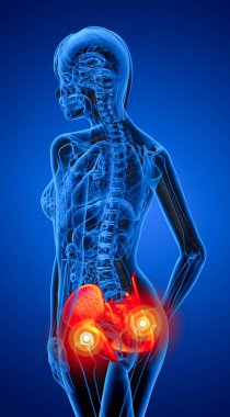 Leğen kemiğin tıbbi illüstrasyon