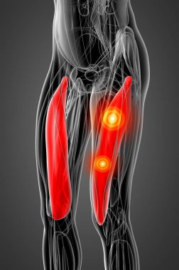 vastus medialis tıbbi çizimi