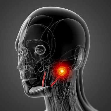 stylohyoid tıbbi çizimi