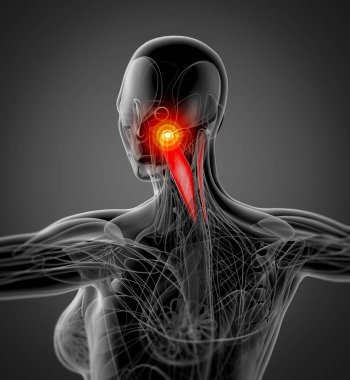 tıbbi semispinalis capitis gösterimi