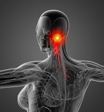 tıbbi semispinalis capitis gösterimi