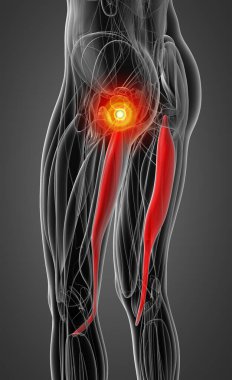 semitendinosus tıbbi çizimi
