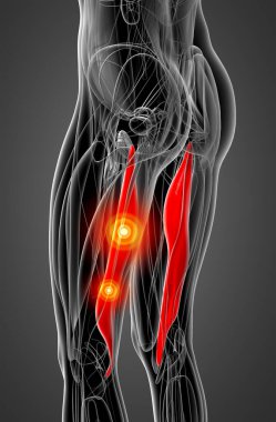 semimembranosus tıbbi çizimi