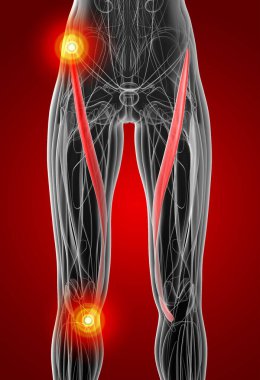 sartorius tıbbi çizimi