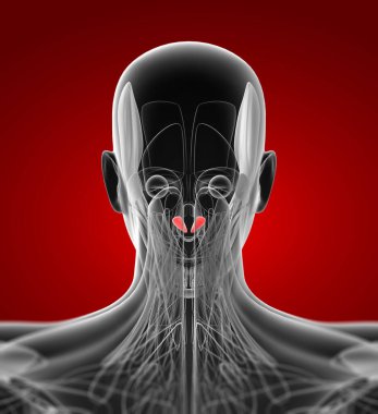 tıbbi capitis posterior küçük rektus gösterimi