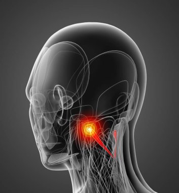 rektus capitis tıbbi çizimi posterior Binbaşı