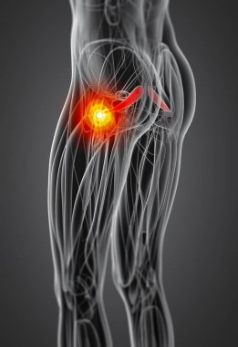 piriformis tıbbi çizimi 