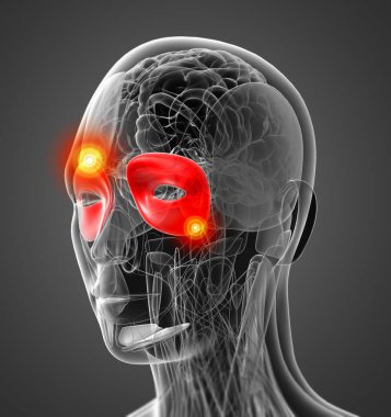 Göz küresi tıbbi çizimi