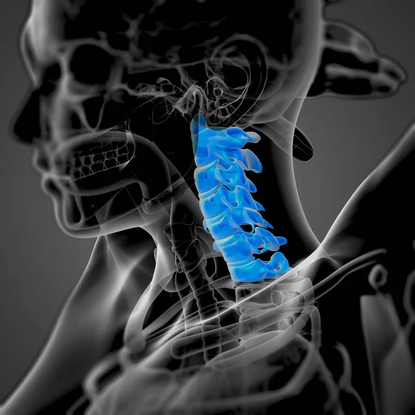 Render Medical Illustration Cervical Spine Side View — Stock Photo, Image