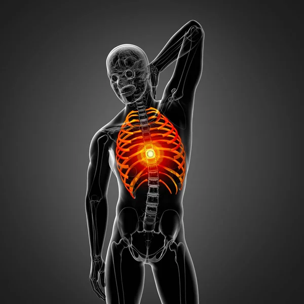 Render Medical Illustration Ribcage Side View — Stock Photo, Image