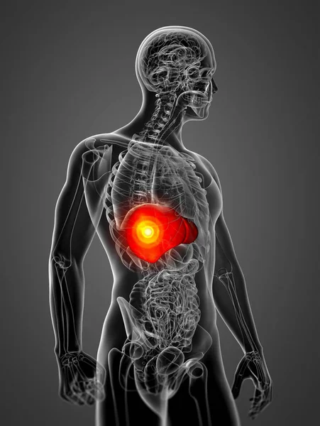 Render Medical Illustration Liver Side View — Stock Photo, Image