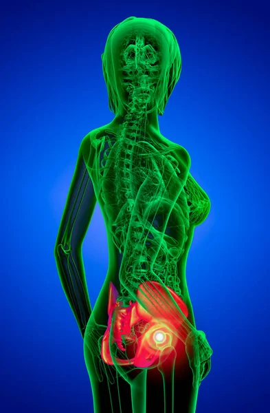 Illustrazione Medica Dell Osso Pelvico — Foto Stock