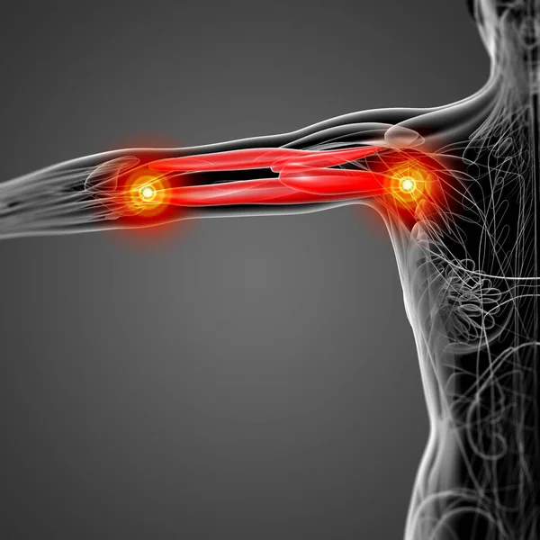 Triceps Brachii Tıbbi Çizimi — Stok fotoğraf