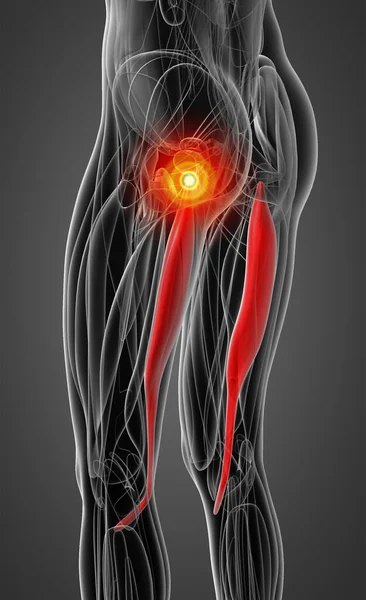 Medische Illustratie Van Semitendinosus — Stockfoto