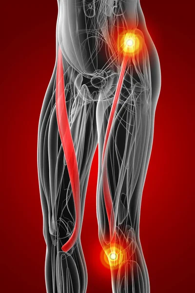 Medical Illustration Sartorius — Stock Photo, Image