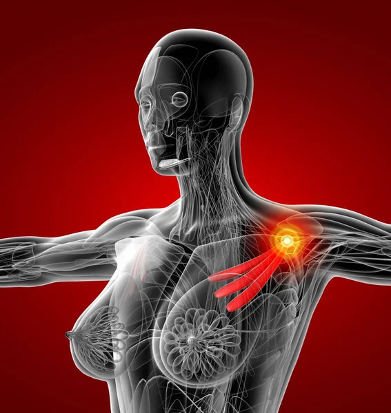 胸筋の医療イラスト — ストック写真