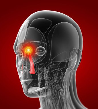 levator labii superioris alaeque tıbbi çizimi 