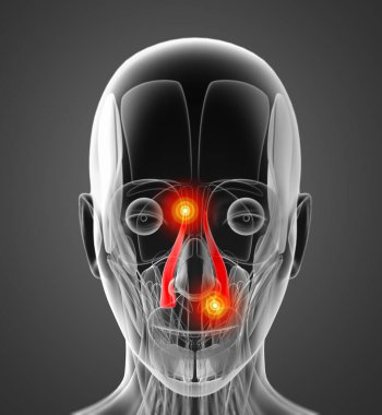 levator labii superioris alaeque tıbbi çizimi 