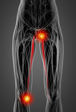 tıbbi gracilis gösterimi