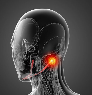digastric tıbbi çizimi