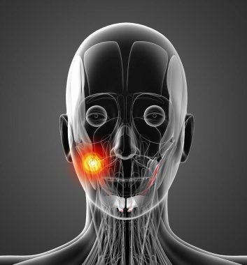 digastric tıbbi çizimi