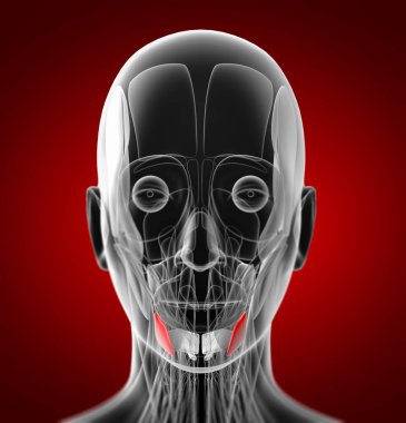 depressor anguli oris tıbbi çizimi