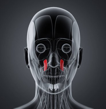 levator anguli oris tıbbi çizimi