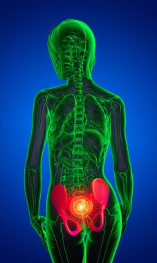 Leğen kemiğin tıbbi illüstrasyon