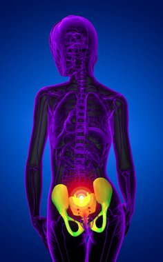 Leğen kemiğin tıbbi illüstrasyon