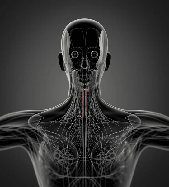 Medizinische Illustration Des Halswirbelsäulenmuskels — Stockfoto