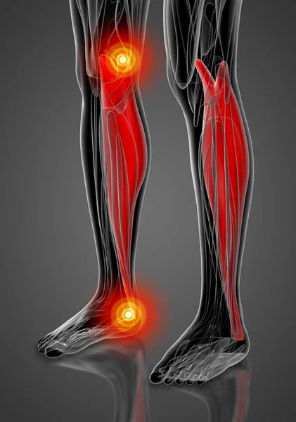 Medical Illustration Gastrocnemius — Stock Photo, Image