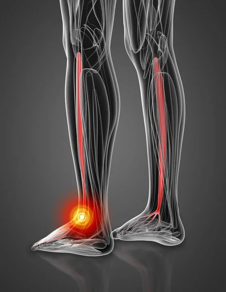 Illustrazione Medica Dell Estensore Digitorum Longus — Foto Stock