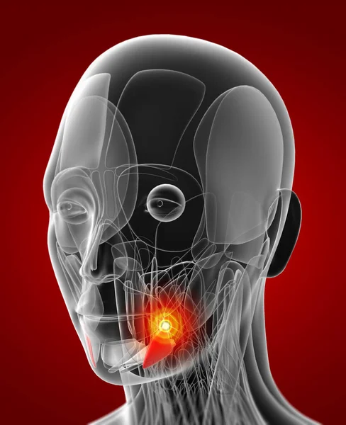 depressor anguli oris tıbbi çizimi